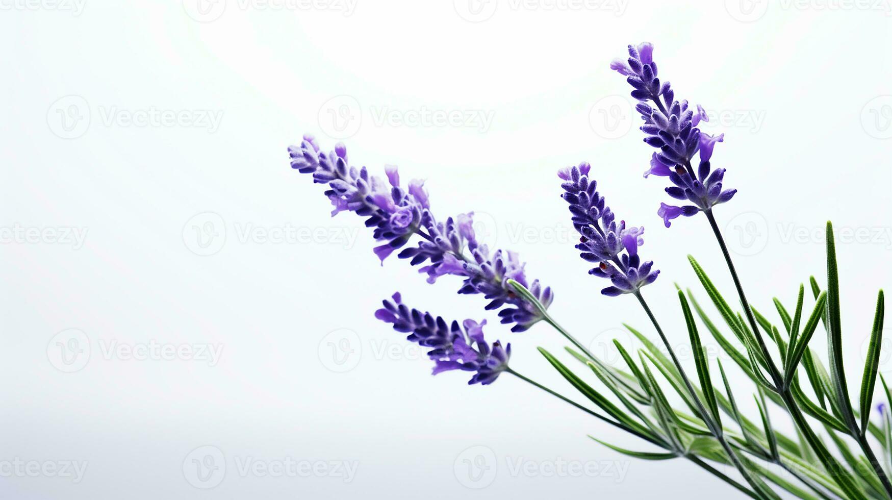 Foto von schön Lavendel Blume isoliert auf Weiß Hintergrund. generativ ai