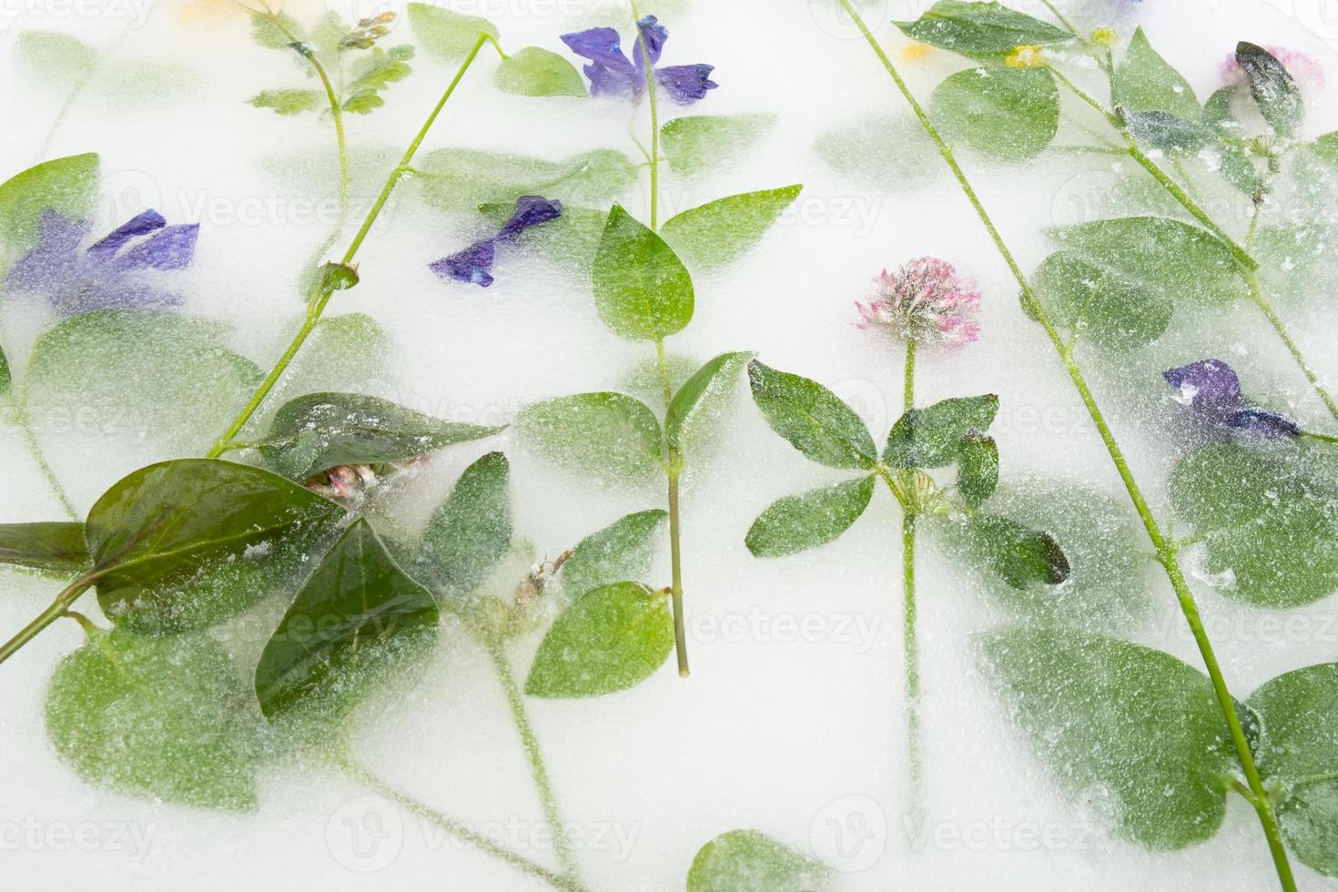 in Eis und Kräutern eingefrorene Blumen foto