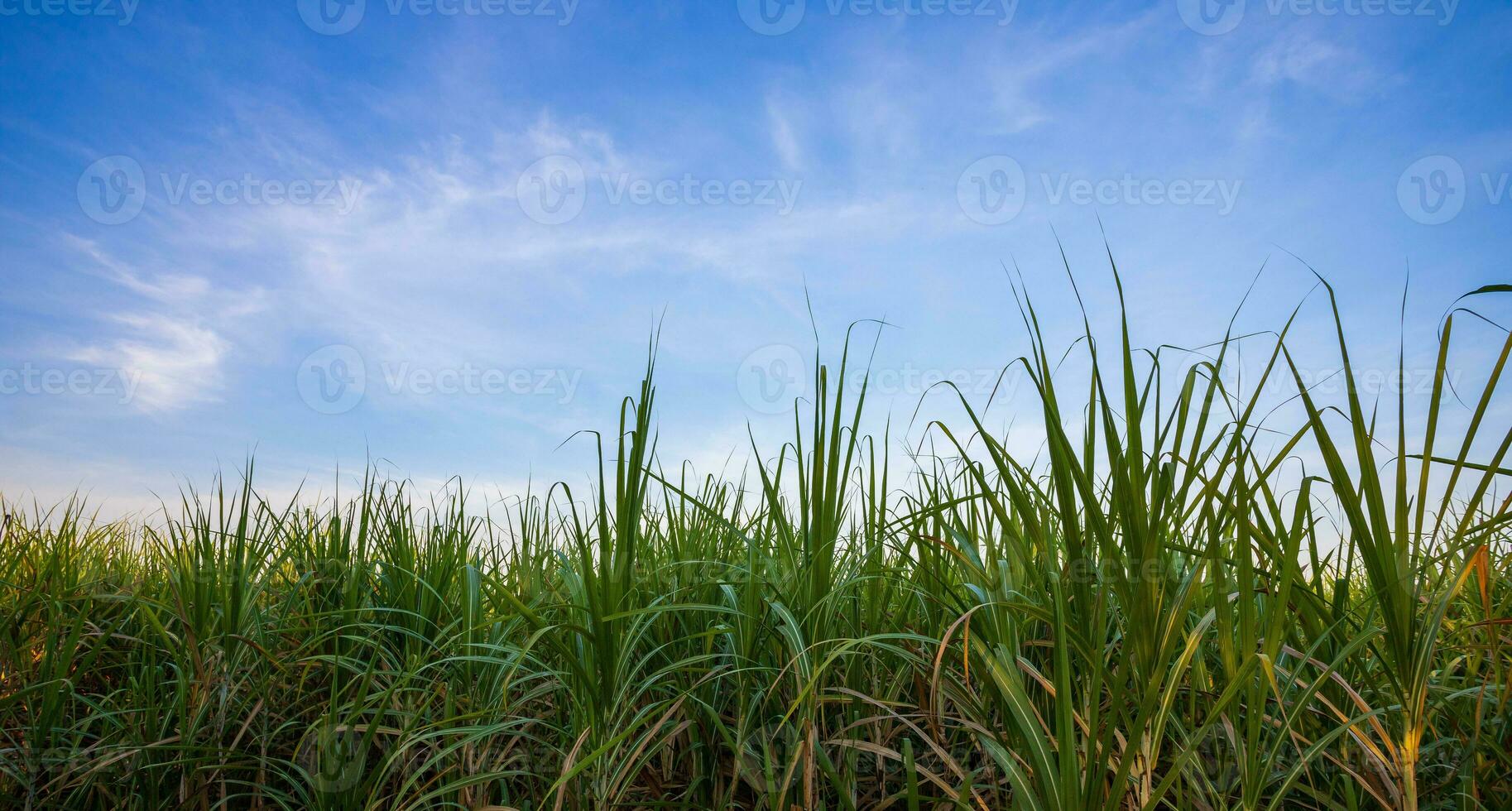 Grün Stock im hell Blau Himmel, Natur Landschaft Hintergrund foto