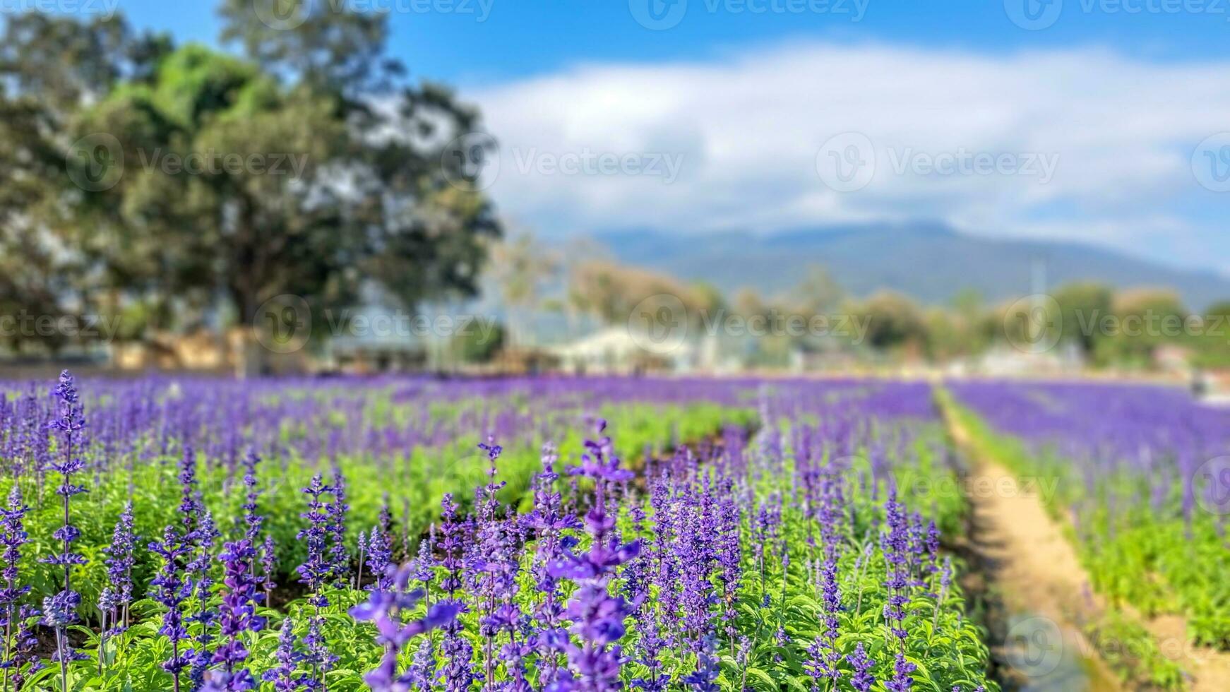 Feld von Lavendel unter Blau Himmel. foto