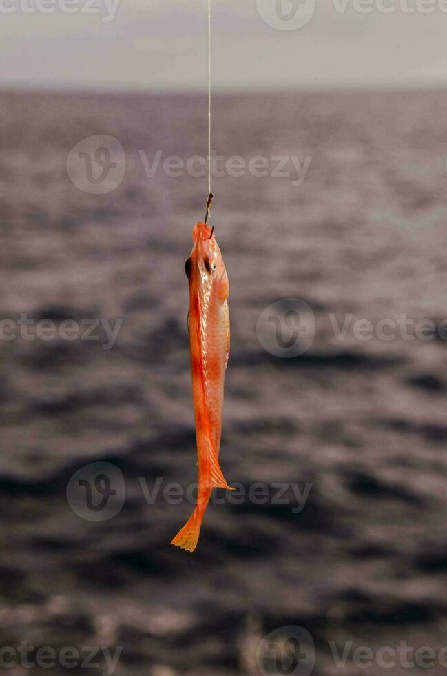 ein Fisch ist hängend von ein Angeln Linie foto
