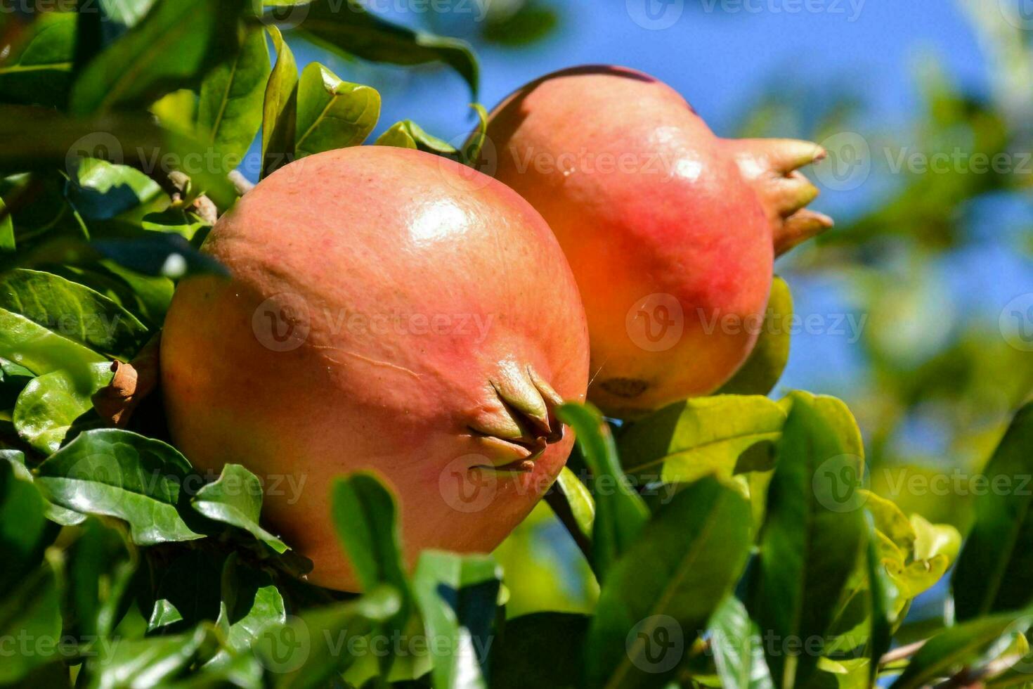 zwei Granatäpfel sind wachsend auf ein Baum foto