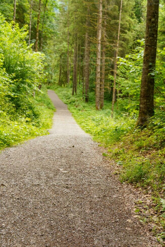 Wandern im Österreich foto