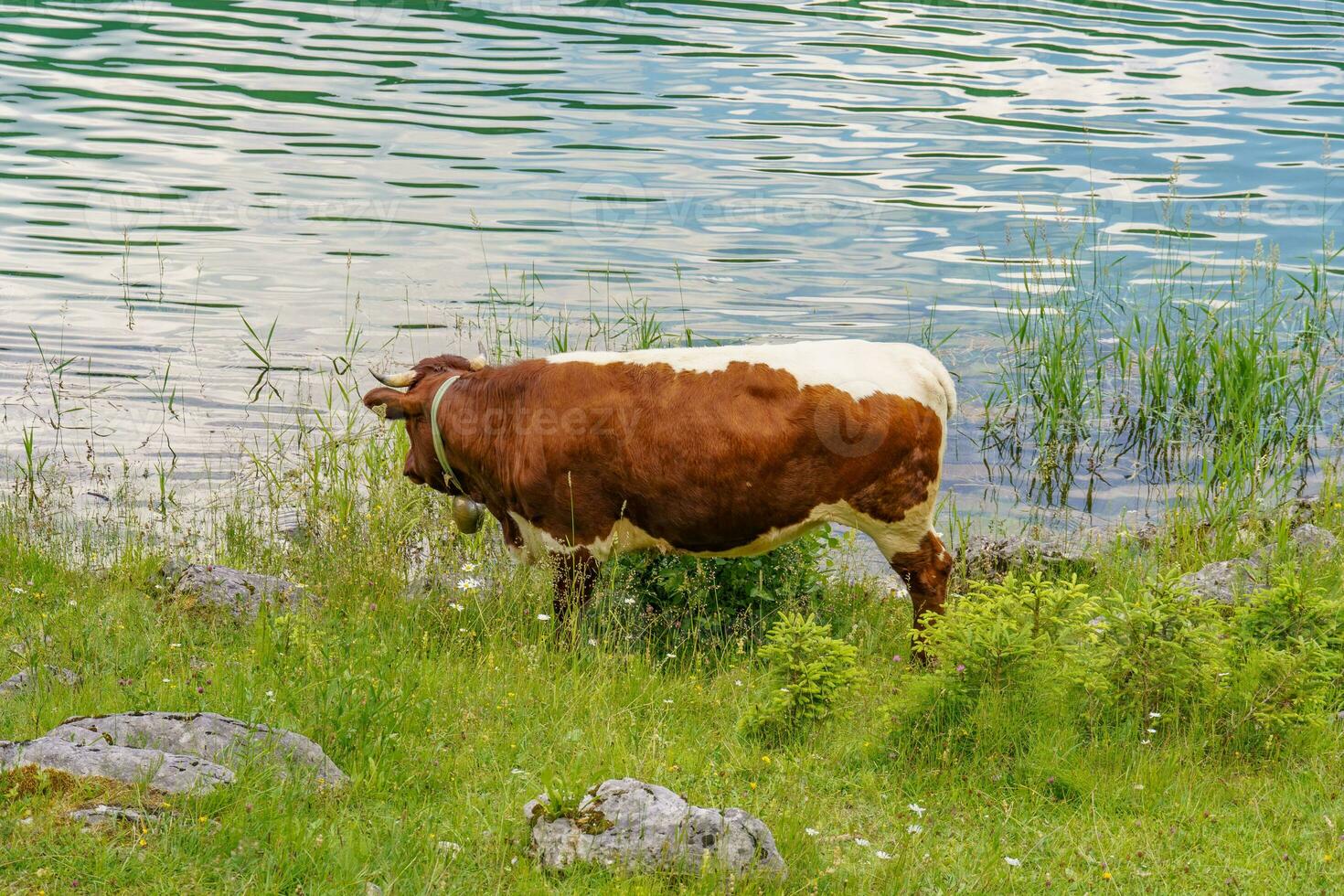 Sommer- Zeit im wunderschön Österreich foto