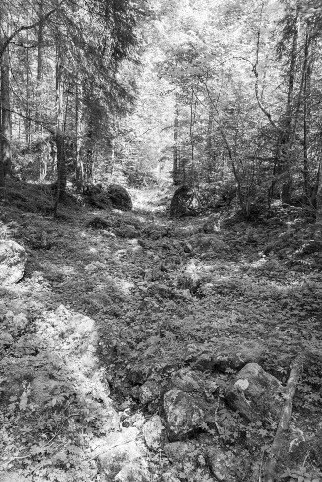 Sommer- Zeit im Österreich foto