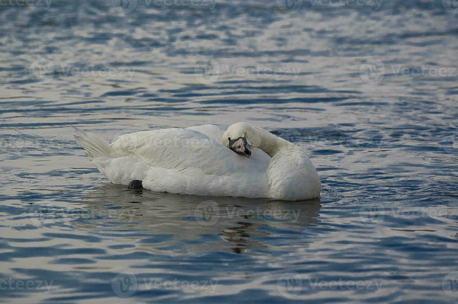 Erwachsene Vogel von ein Weiß Schwan auf Blau Wasser im ein natürlich Lebensraum foto