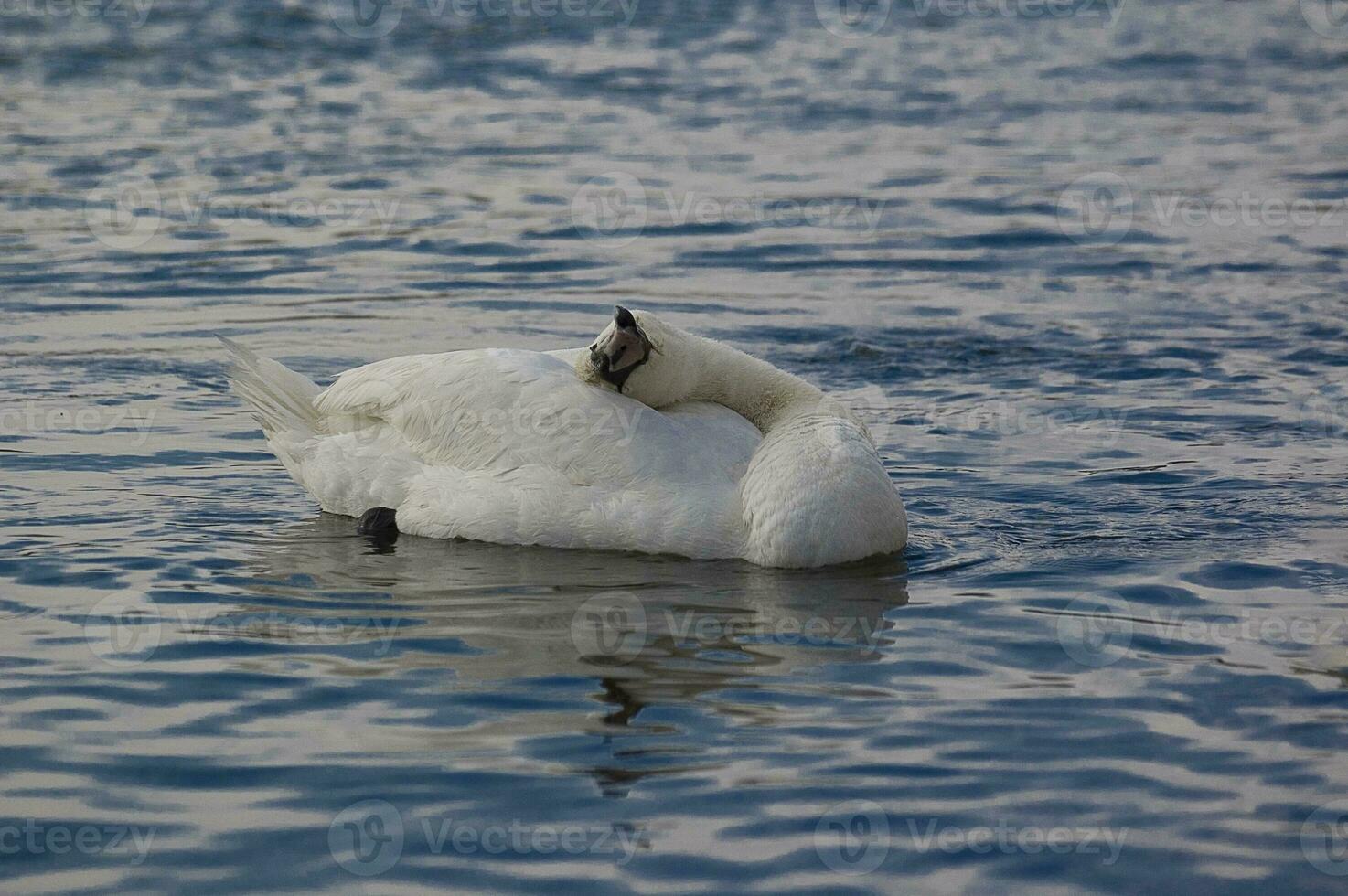 Erwachsene Vogel von ein Weiß Schwan auf Blau Wasser im ein natürlich Lebensraum foto