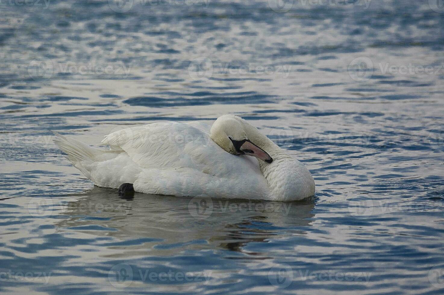 Erwachsene Vogel von ein Weiß Schwan auf Blau Wasser im ein natürlich Lebensraum foto