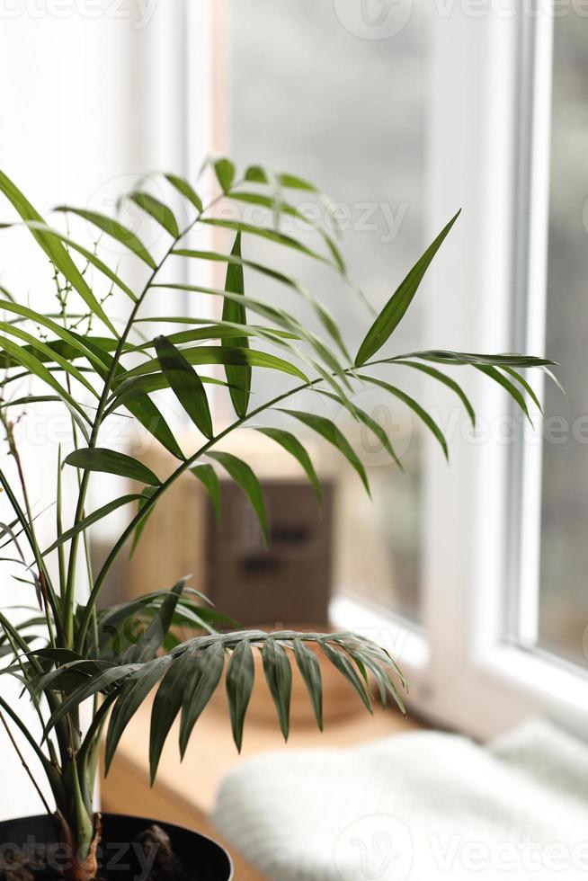 frische grüne pflanze mit dünnen blättern in einer vase auf der weißen fensterbank. Wohnkomfort. selektiver Fokus foto