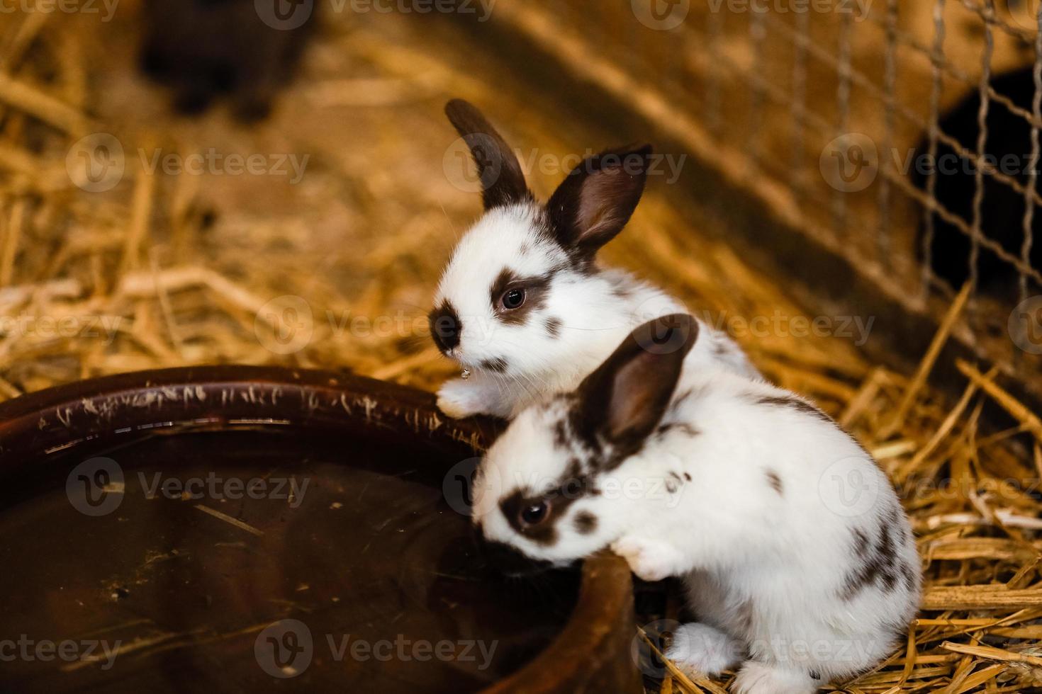 zwei kleine Hasen trinken Wasser foto