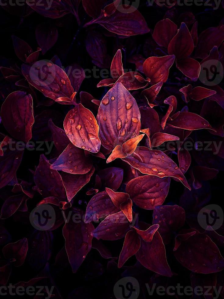 rote Pflanzenblätter in der Herbstsaison foto