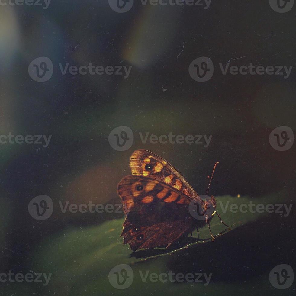 Schmetterling in der Natur foto