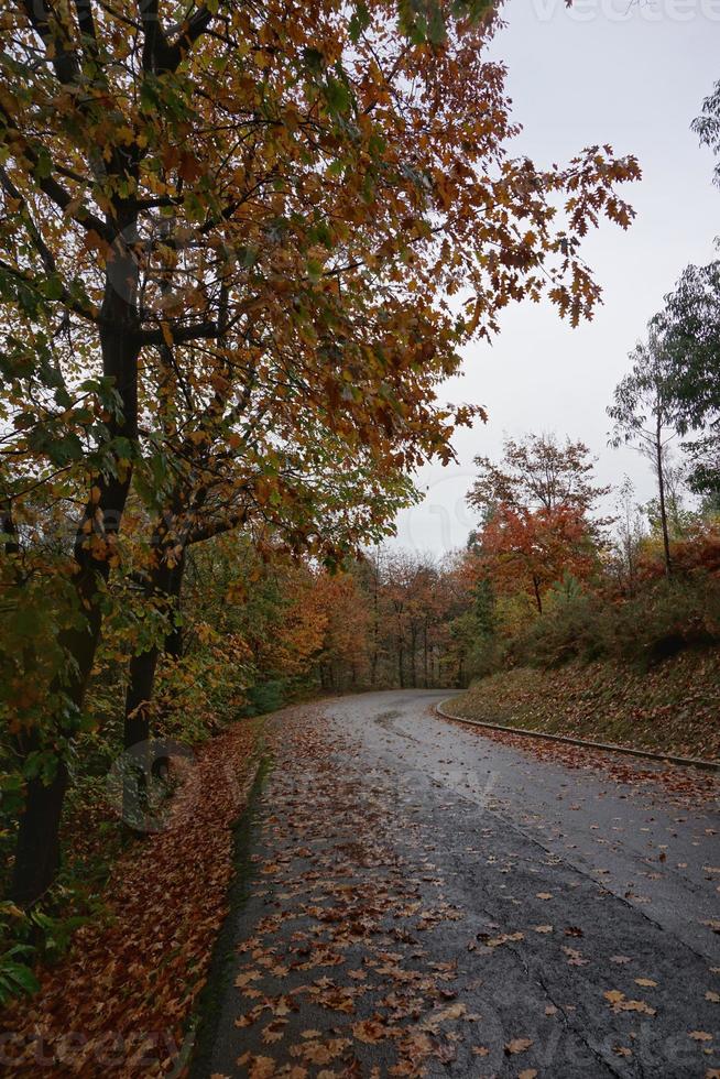 Straße mit roten Bäumen im Berg foto