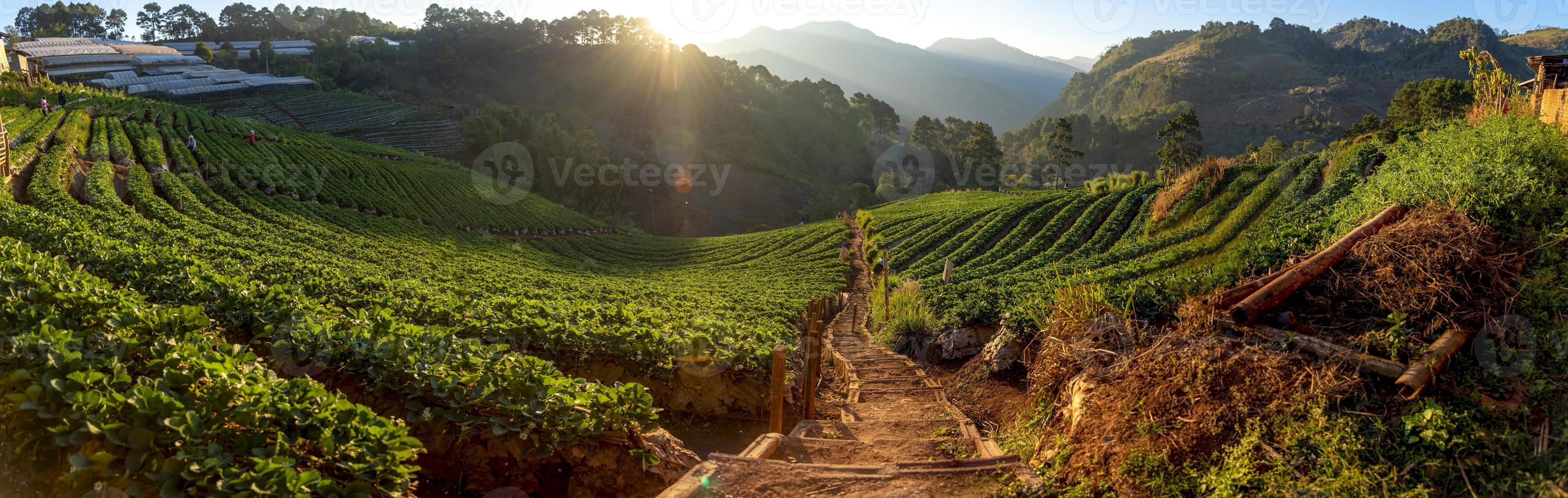 Angkhang Erdbeerfarm, Provinz Chiang Mai foto