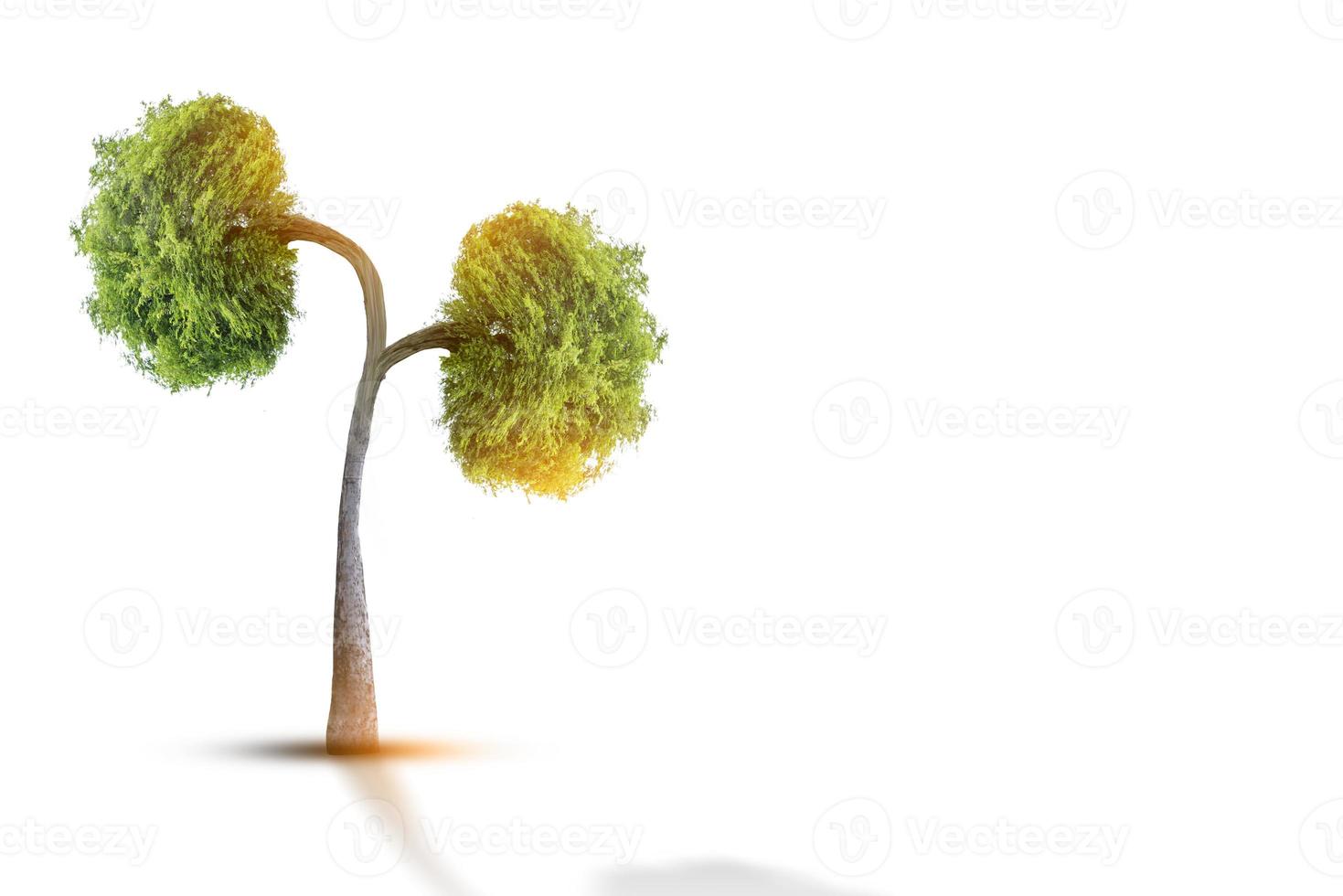 Bäume Nieren, 3D-Umwelt- und medizinische Konzepte foto