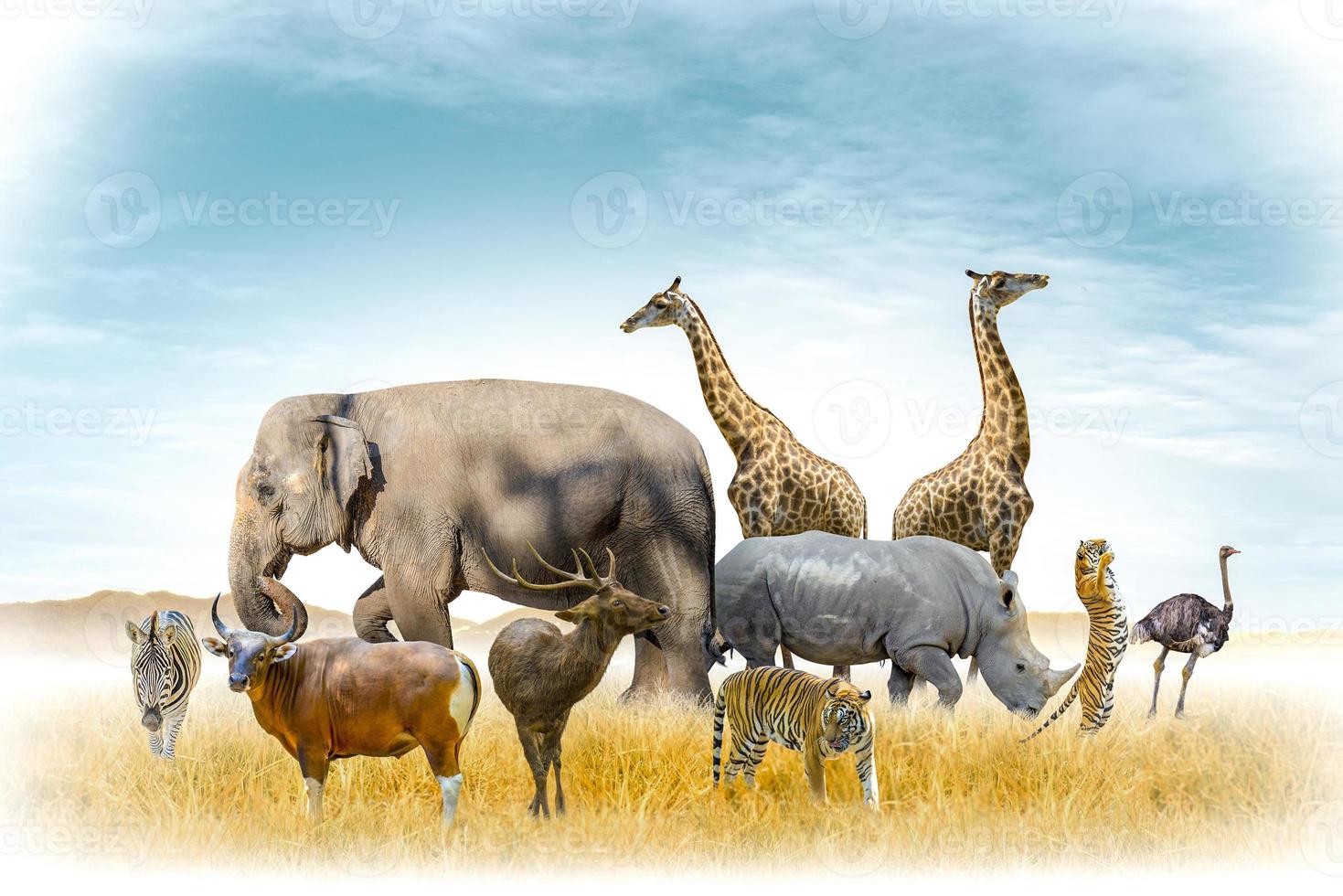 afrikanische Safari und asiatische Tiere in der Themenillustration, gefüllt mit vielen Tieren, einem weißen Randbild foto