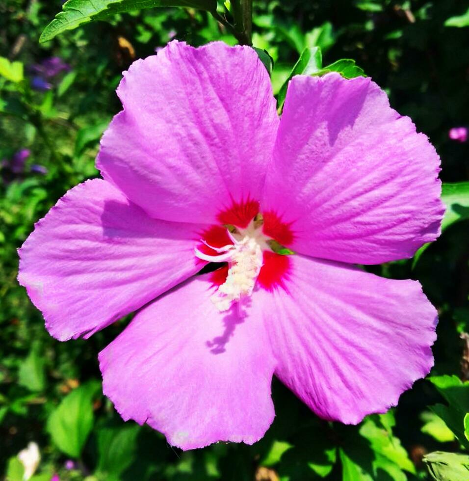 Hibiskus Syriacus mit Grün Blätter foto