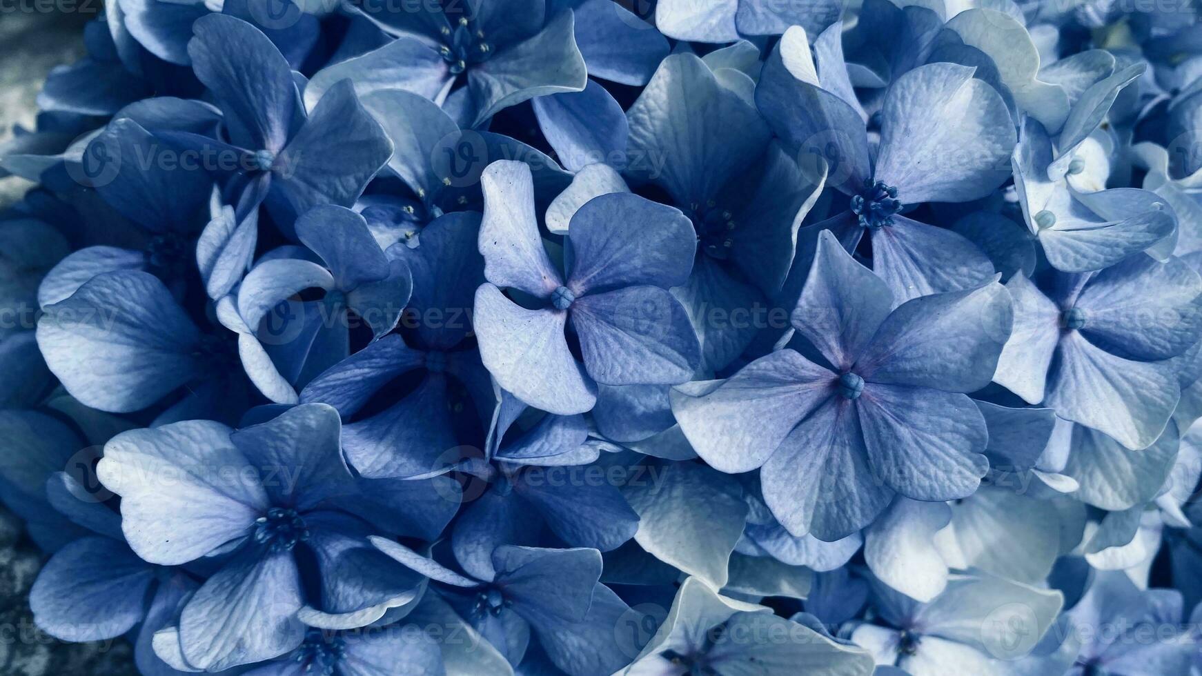 Makro Fotografie von das Blumen von das Blau Hortensie Makrophylla. Nahansicht. Blumen- Hintergrund foto