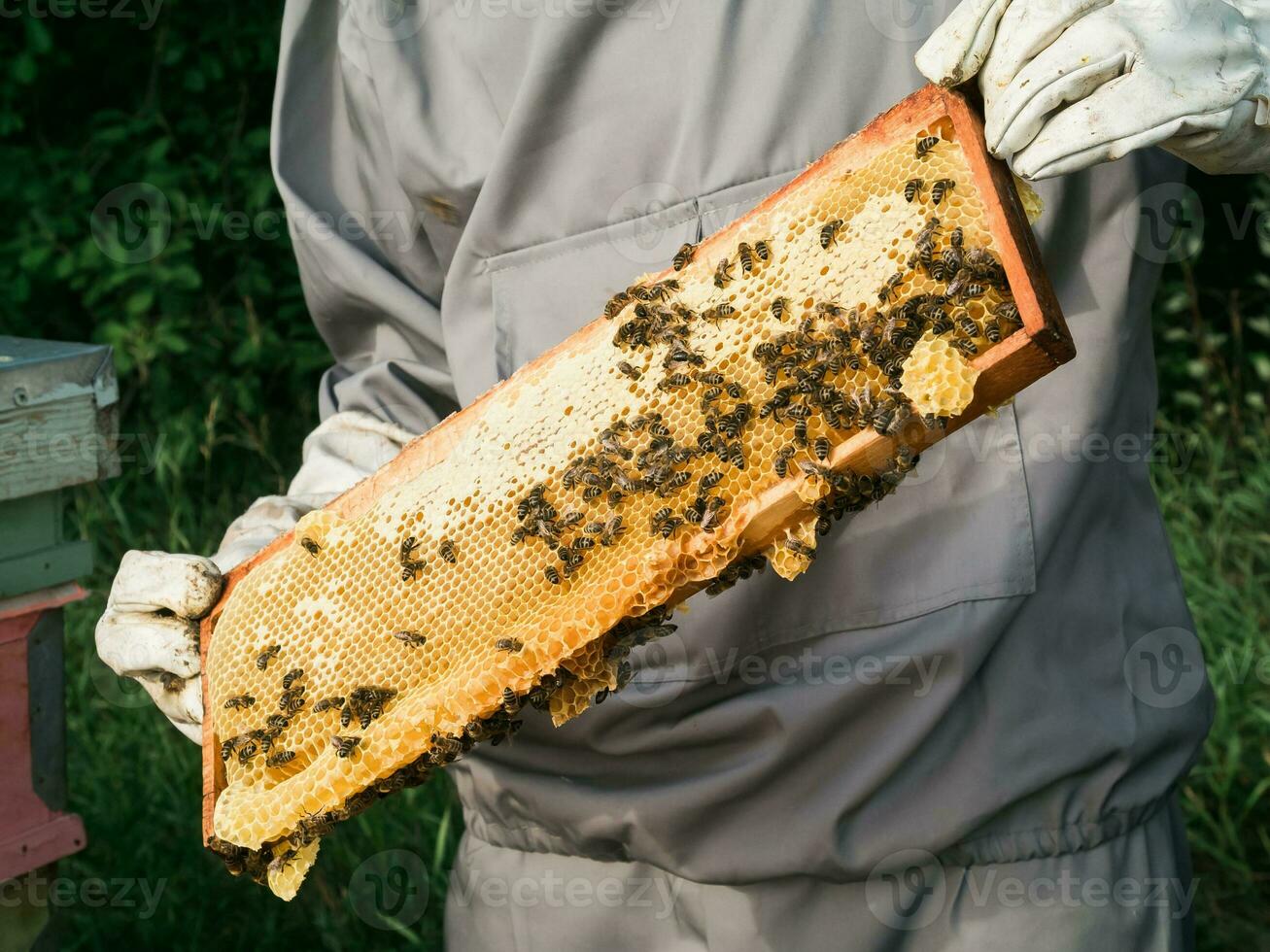 Imker entfernen Bienenwabe von Bienenstock. Person im Imker passen nehmen Honig von Bienenstock. Farmer tragen Biene passen Arbeiten mit Bienenwabe im Bienenhaus. Bienenzucht im Landschaft - - organisch Landwirtschaft foto
