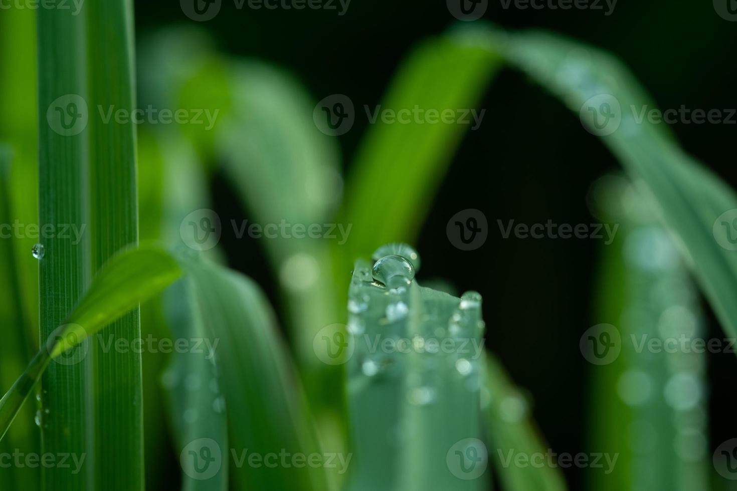 Wasser auf Urlaub Hintergrund, grünes Blatt Natur foto