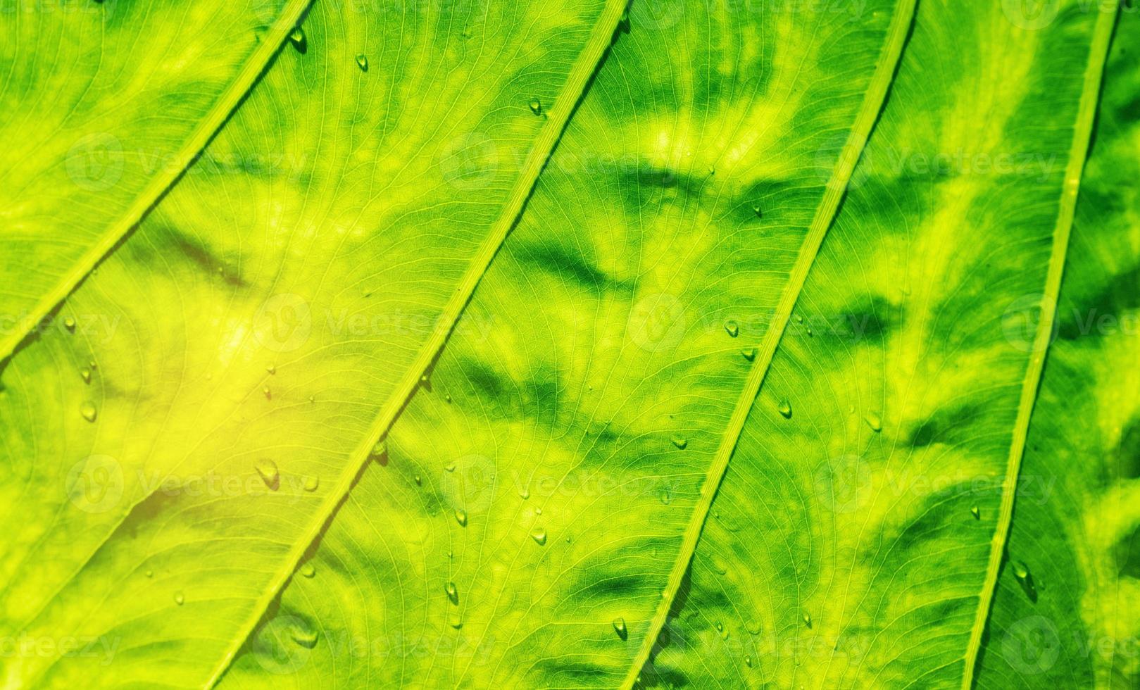 Wasser auf Urlaub Hintergrund, grünes Blatt Natur foto