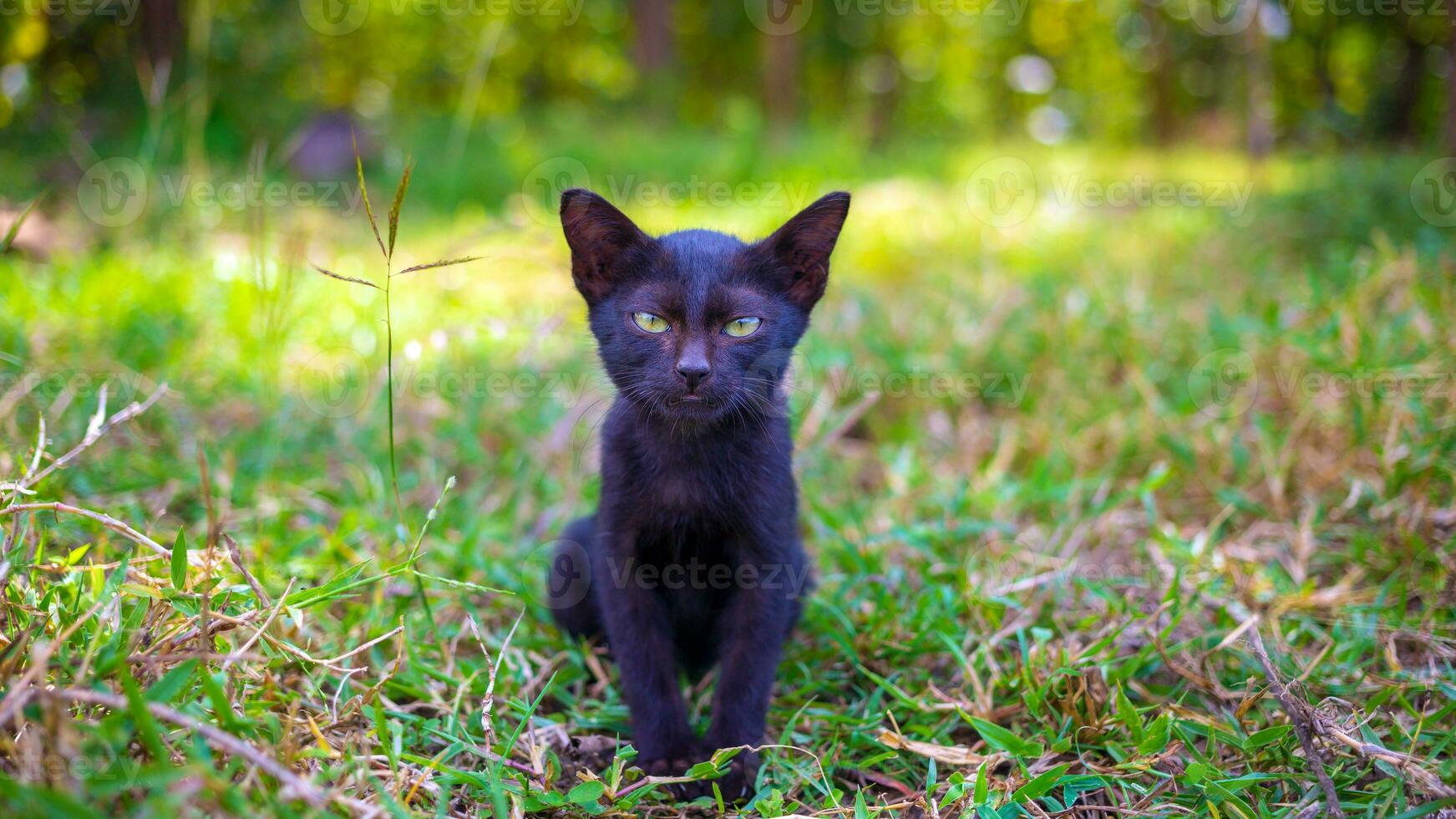 ein süß schwarz einheimisch thailändisch Kätzchen Spaziergänge auf Gras draußen im das Park im das Sonnenlicht Morgen. foto