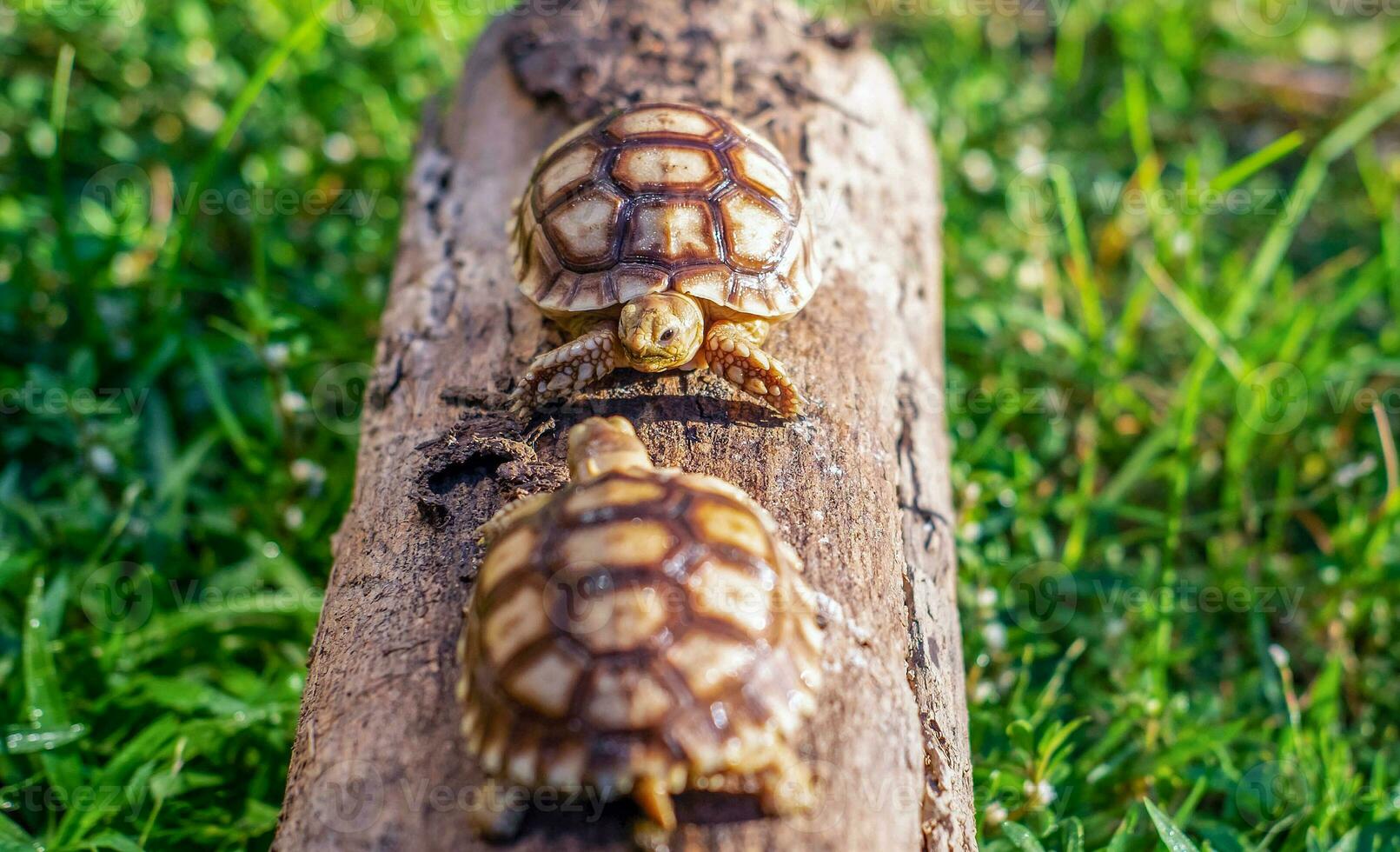schließen oben von zwei Sulcata Schildkröte oder afrikanisch angespornt Schildkröte klassifiziert wie ein groß Schildkröte im Natur, oben Aussicht von Paar schön Baby afrikanisch Sporn Schildkröten auf ein groß Log foto