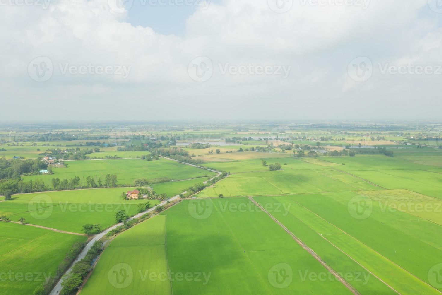 Feldreis mit Landschaftsgrünmusternaturhintergrund foto