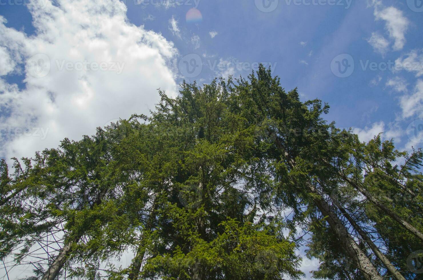 hoch Wald Bäume foto