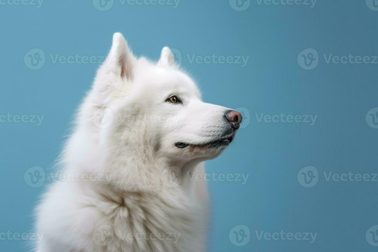 Porträt von ein Weiß samoyed Hund auf ein Blau Hintergrund. ai generativ foto