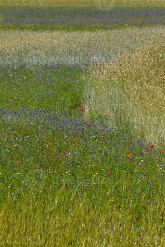 Castelluccio di Norcia und seine blühende Natur foto