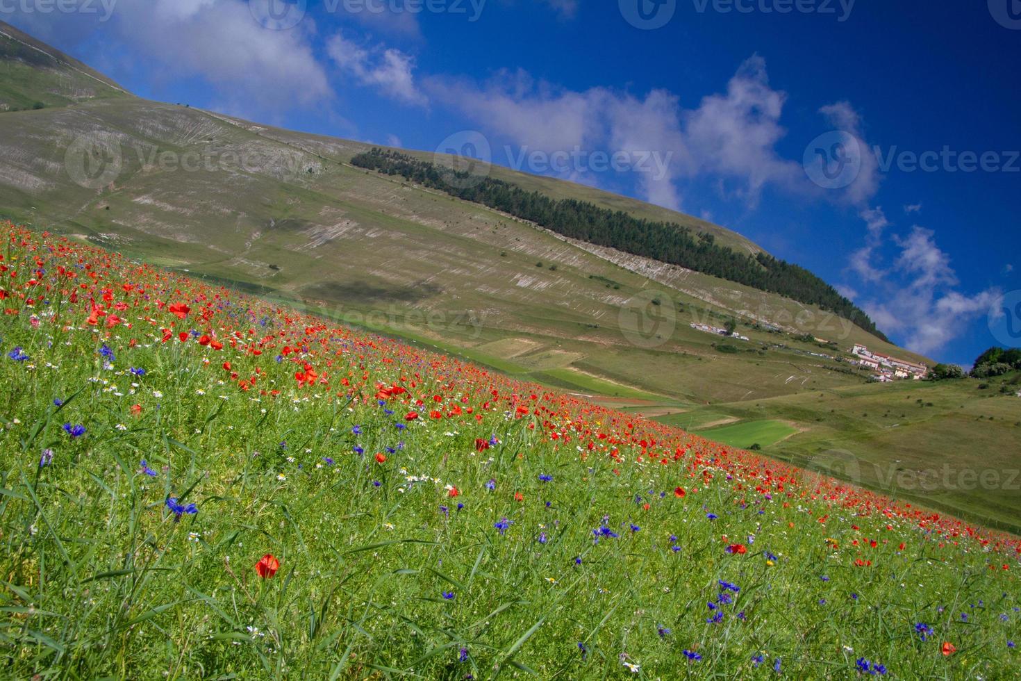 Castelluccio di Norcia und seine blühende Natur foto