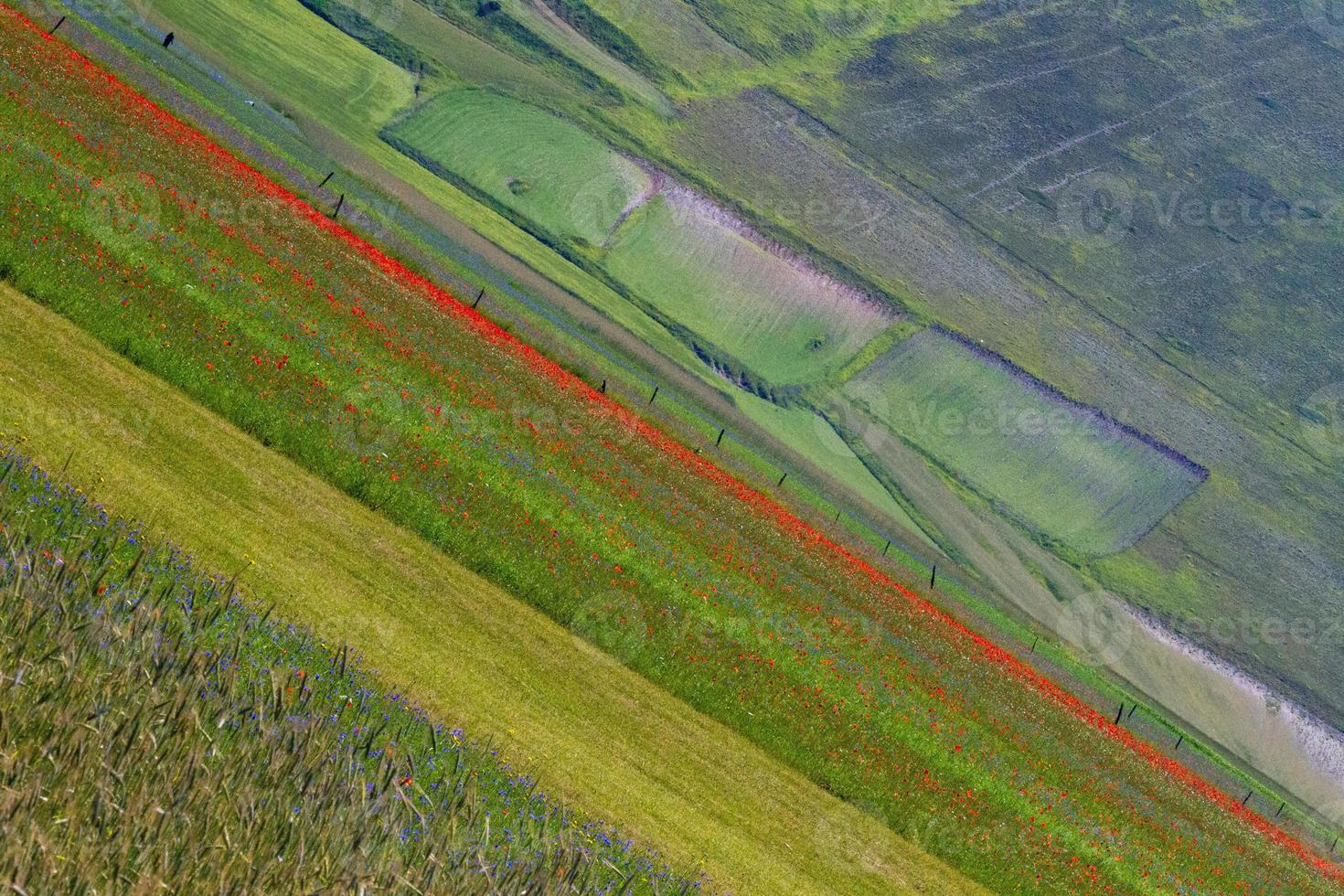 Castelluccio di Norcia und seine blühende Natur foto