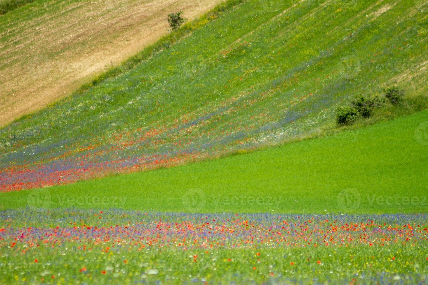 Castelluccio di Norcia und seine blühende Natur foto