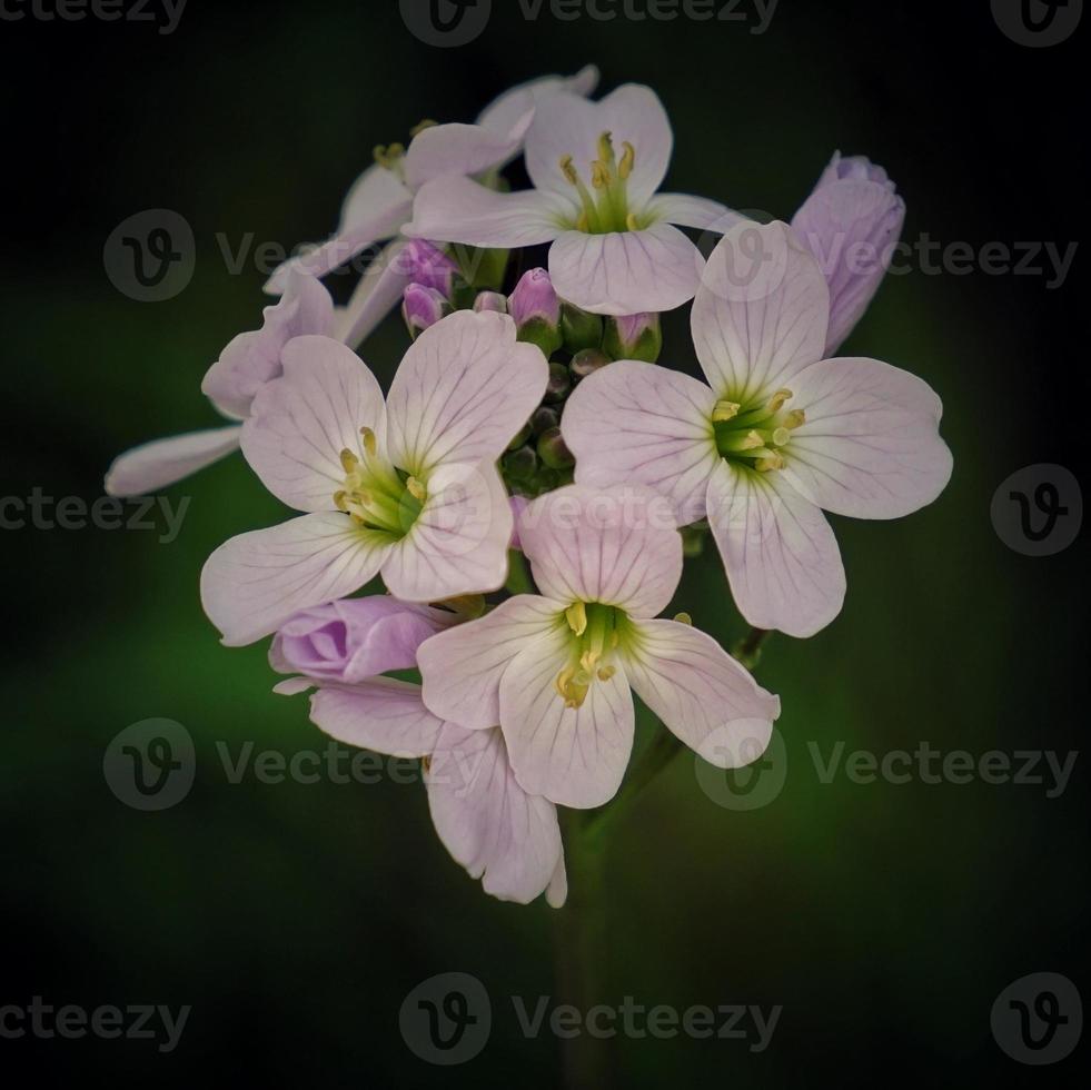 romantische rosa blumen im frühling foto