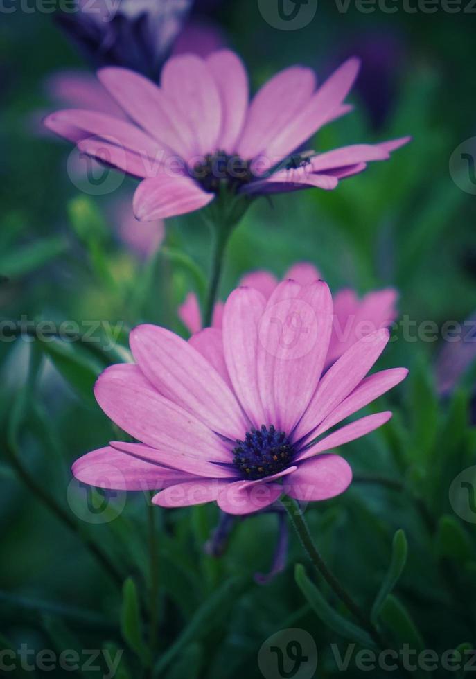 romantische rosa blumen im frühling foto