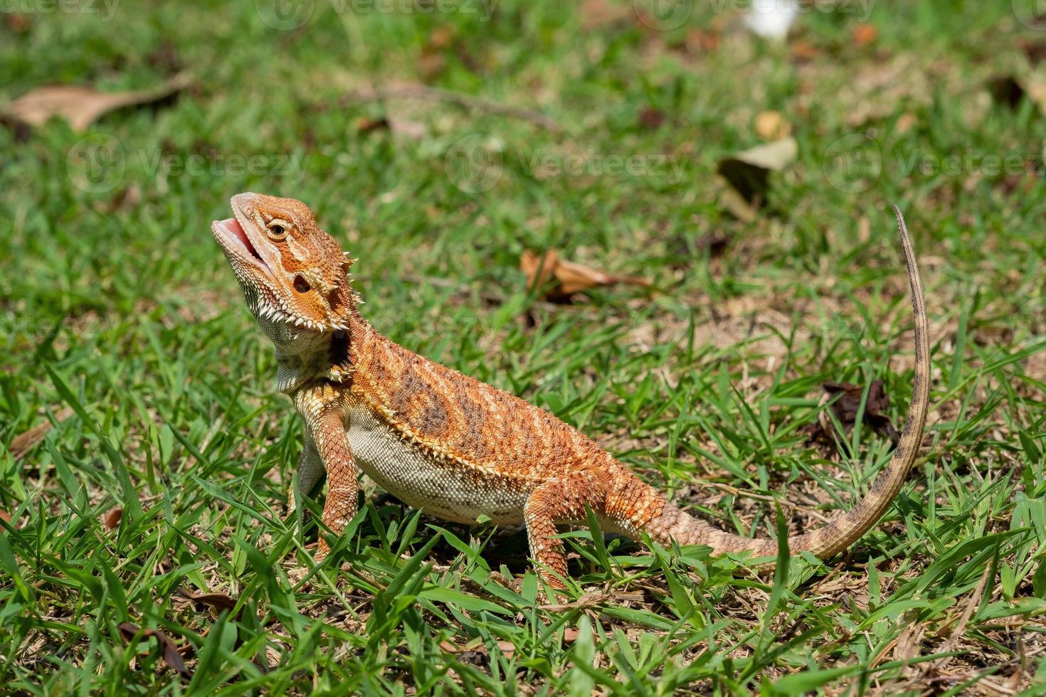 bärtiger Drache auf dem Boden mit unscharfem Hintergrund foto