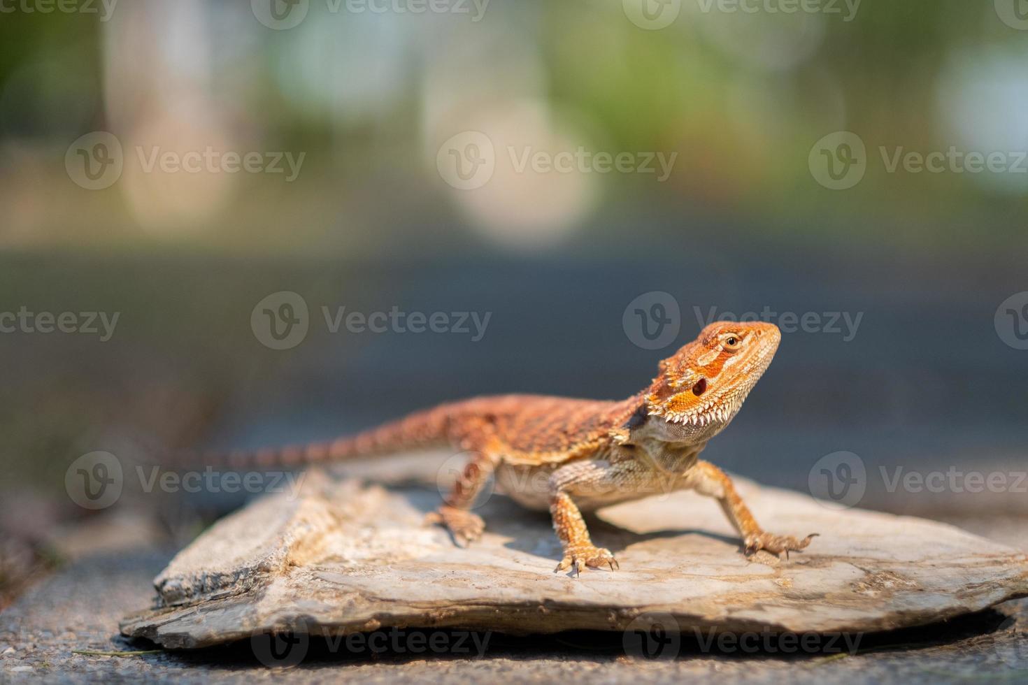 bärtiger Drache auf dem Boden mit unscharfem Hintergrund foto