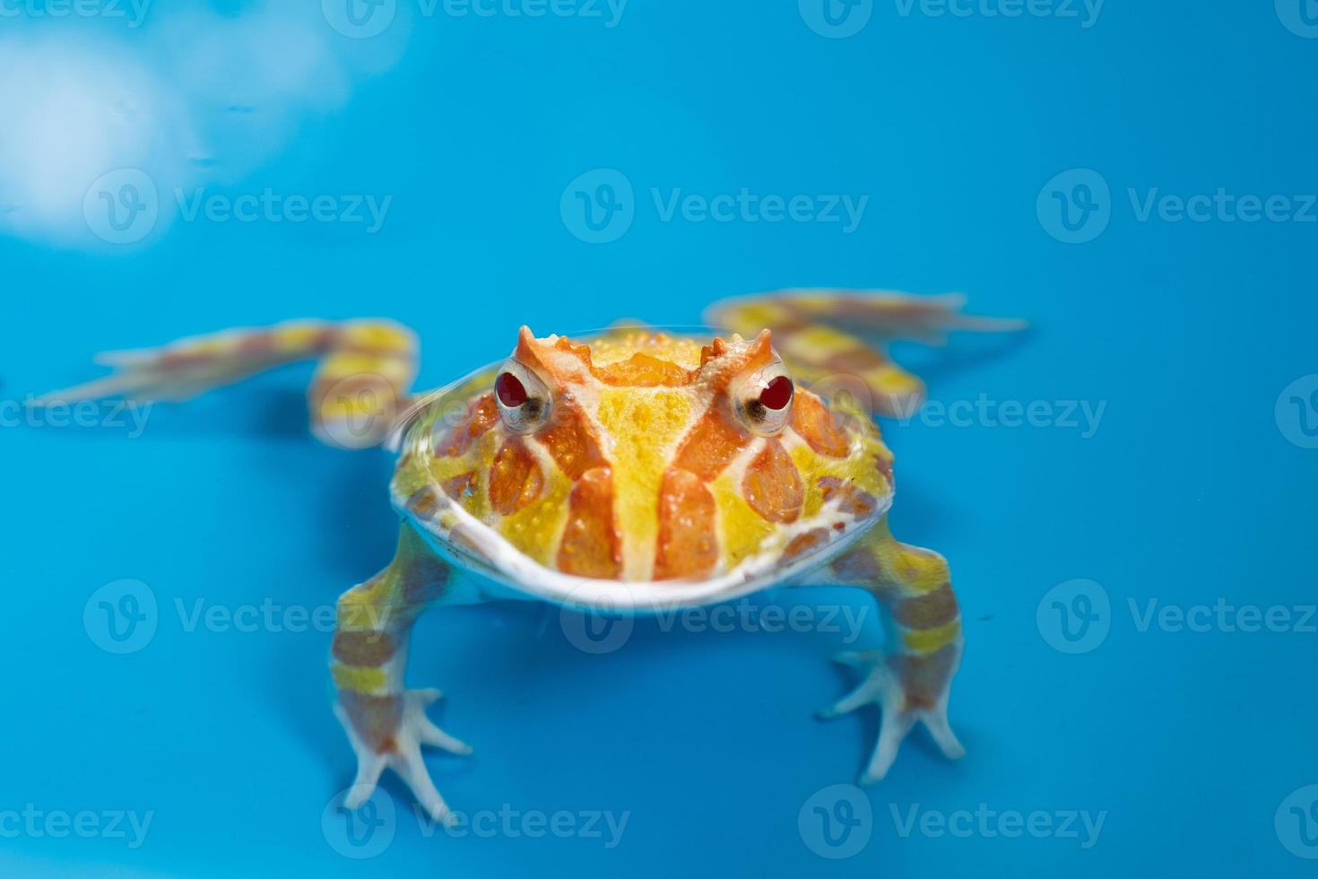 Nahaufnahme argentinischer gehörnter Frosch mit unscharfem Hintergrund foto