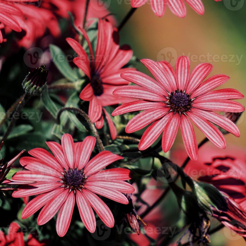 romantische rosa blumen im frühling foto