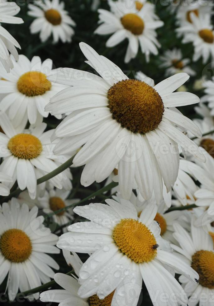 romantische weiße gänseblümchenblume im garten im frühjahr foto