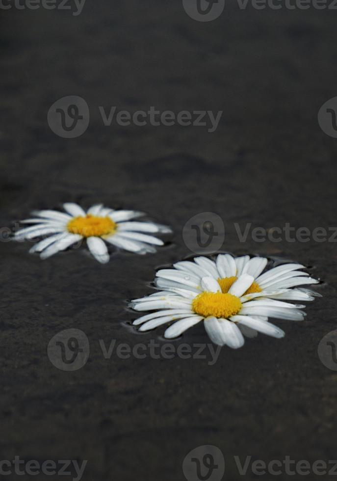 romantische weiße gänseblümchenblume im garten im frühjahr foto