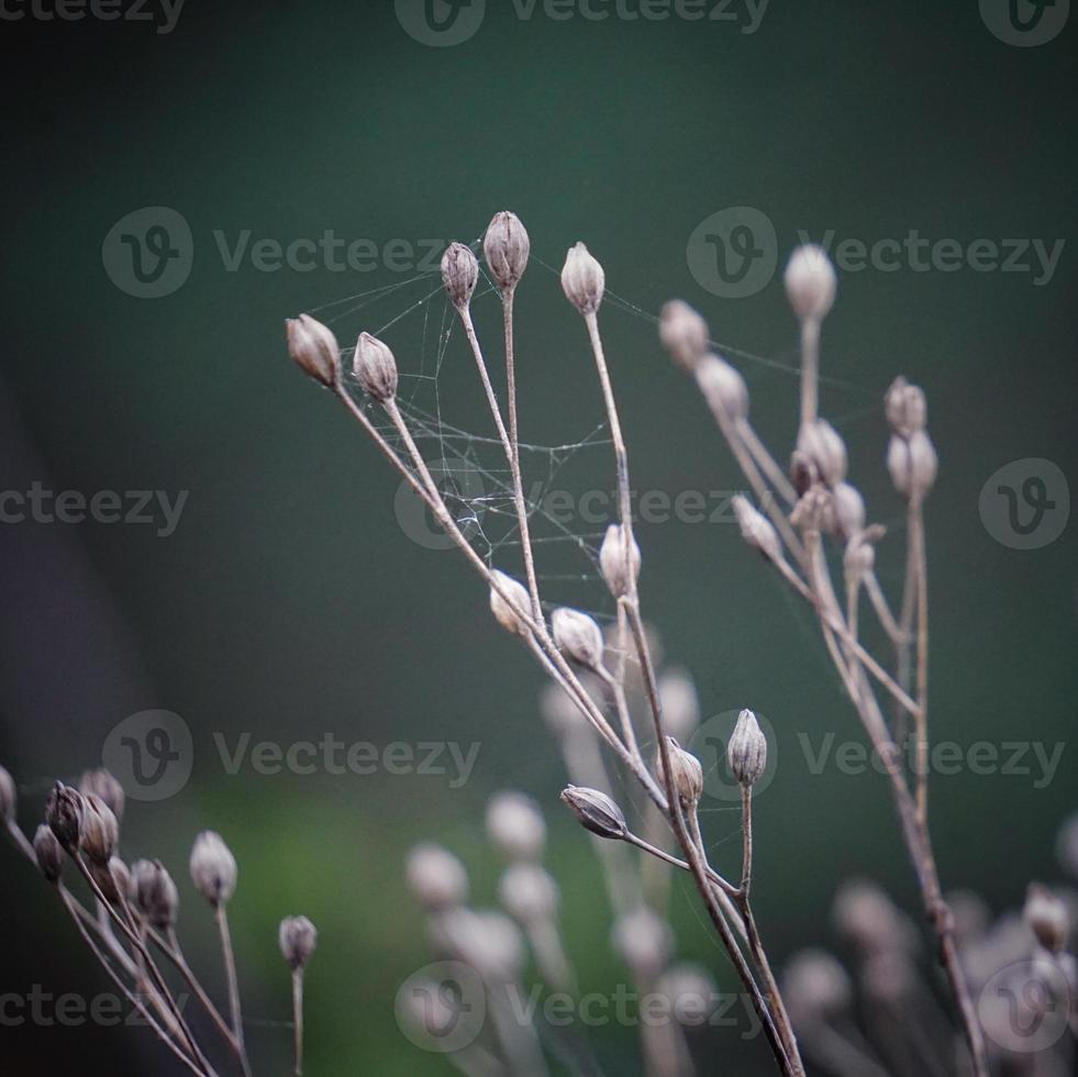 Trockenblumenpflanzen in der Natur in der Herbstsaison foto