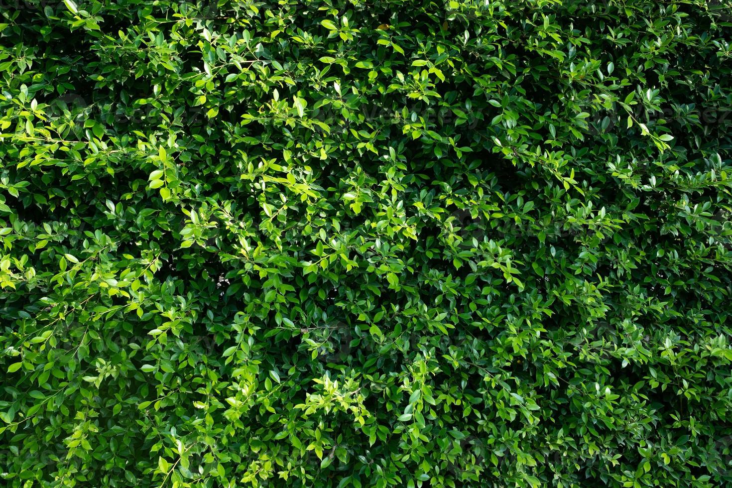 grüne Blätter Wand Hintergrund, Blatt Wand Natur Hintergrund foto