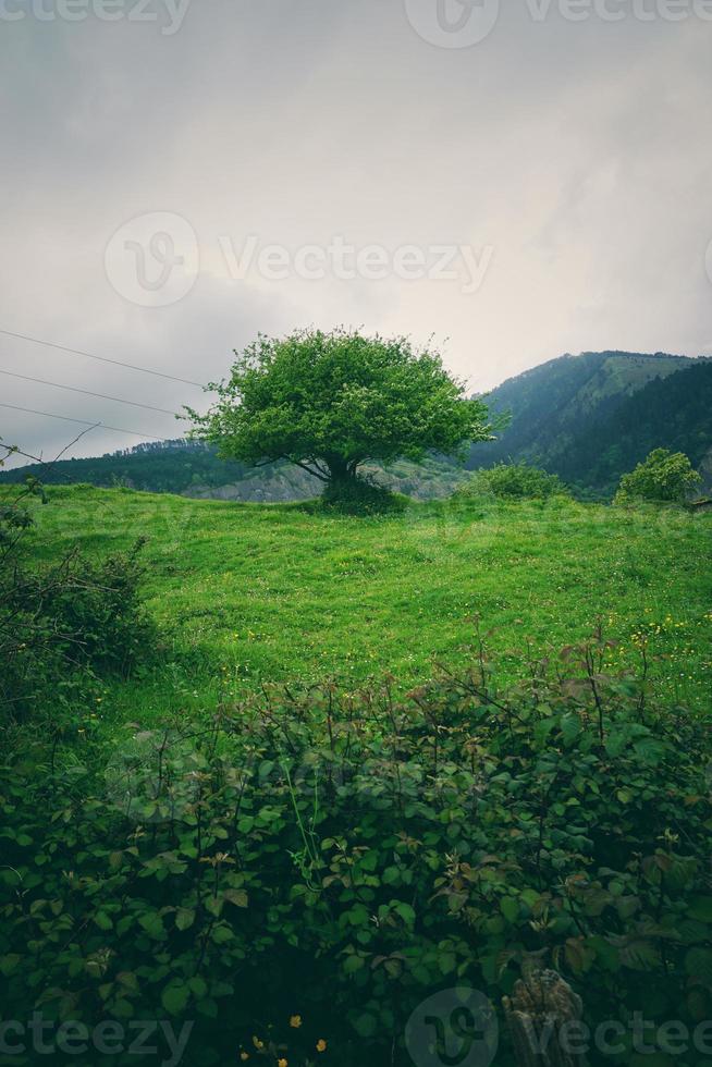 Bäume im Berg foto