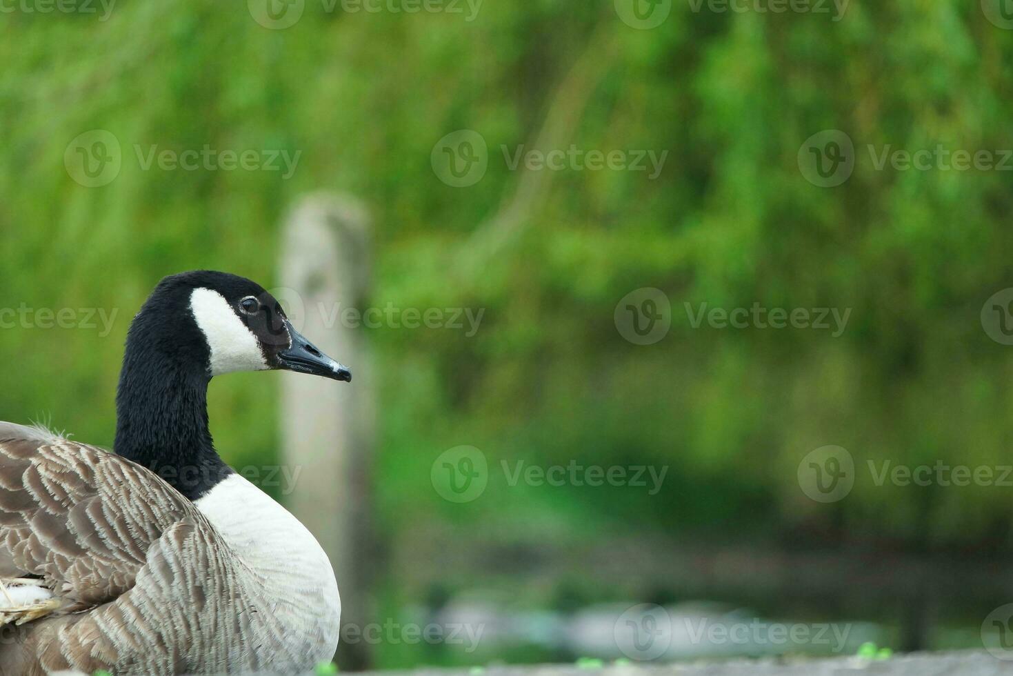 süß Wasser Vogel beim lokal Öffentlichkeit Parks See von bedford Stadt von England großartig Großbritannien, Vereinigtes Königreich. Bild war gefangen auf April 22., 2023 foto