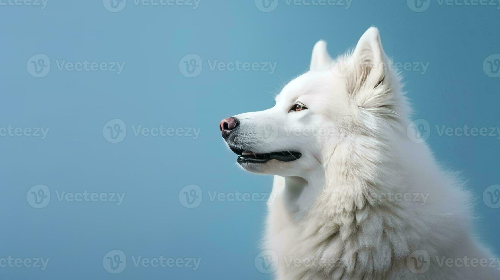 Porträt von ein Weiß samoyed Hund auf ein Blau Hintergrund. ai generativ foto