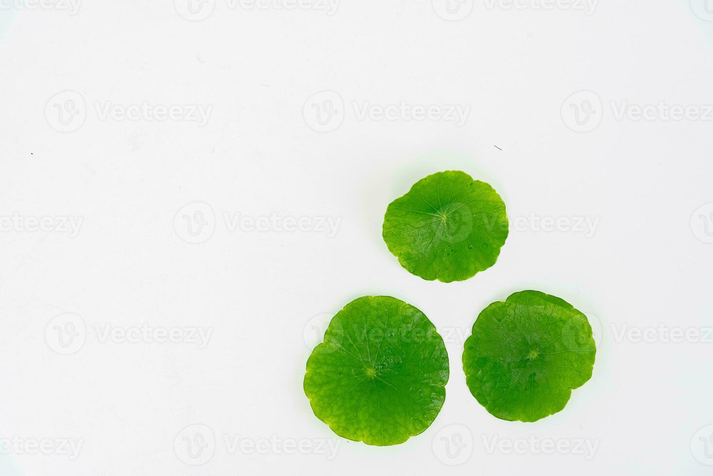 oben Aussicht Glas Becherglas enthält Wasser und Centella asiatica dekoriert mit erlenmeyer Flasche und runden Podium foto