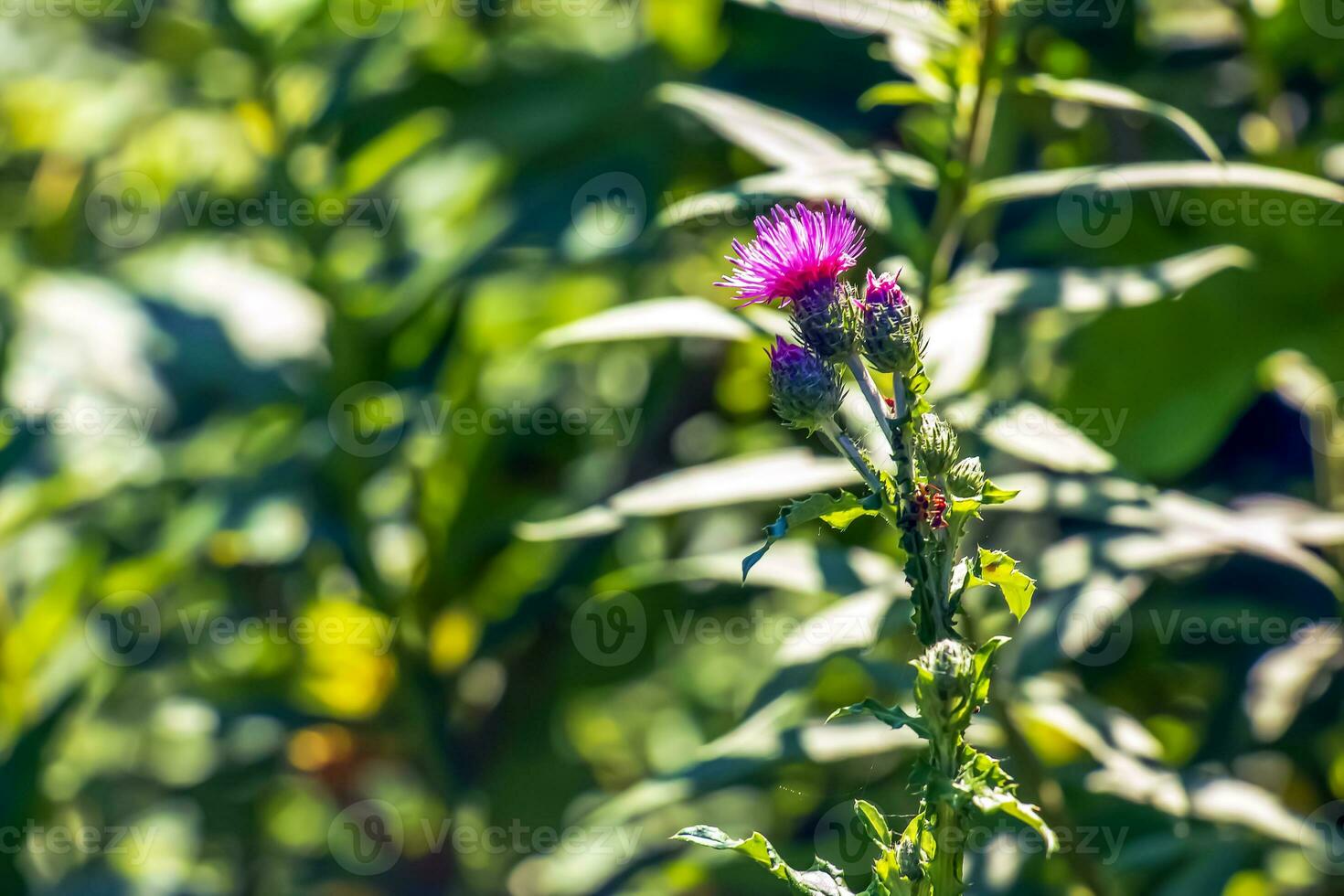 ein lila carduus Akanthoide Blume. ebenfalls bekannt wie ein stachelig Federlos Distel. foto