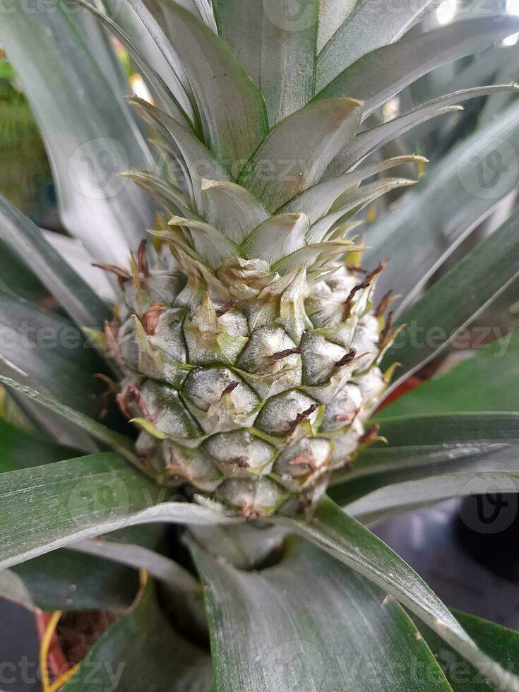 Ananas. Reifung Ananas Frucht. Grün unreif Ananas foto